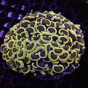 榔头珊瑚荧光绿双色紫玫瑰金榔头金色猪腰 提子海水活体珊瑚lps