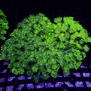 宝石花珊瑚双色圆帽活体海水鱼缸珊瑚万花筒软体水族珊瑚已检疫