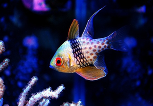 红眼玫瑰巴黎天使 玫瑰 观赏鱼 宠物鱼 活体海水鱼 群养多莉