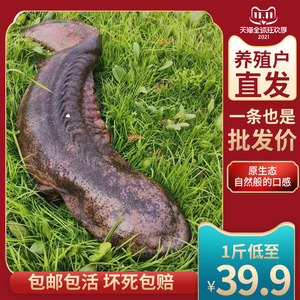 汉中大鲵肉人工养殖娃娃鱼鲜活活物食用非宠物幼苗小吃3-4斤二条