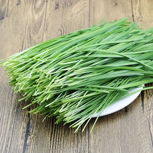 韭菜种子种籽子苗菲菜韭黄四季菜种盆栽根蔬菜菜种籽种孑小叶大全