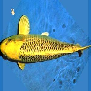 诚森日本纯种进口金松锦鲤活体大型观赏冷水鱼苗精品运输