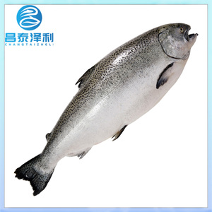 新西兰帝王鲑空运进口冰鲜帝王鲑鱼三文鱼刺身寿司鱼整条出售
