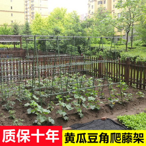 苏朔黄瓜豆角爬藤架庭院丝瓜架菜架子种菜瓜果支撑花架户外番茄架