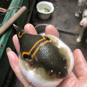 河豚鱼活物观赏鱼宠物鱼气泡鼓眼镜娃娃气鱼潜水艇淡水好养狗头鱼