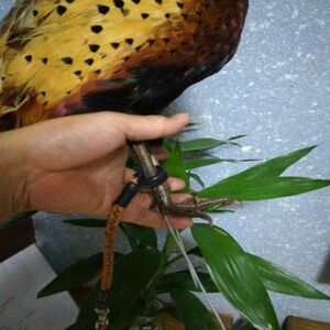 野鸡绳子脚绳地桩拌脚绳排栓鸡用训媒用非抓用