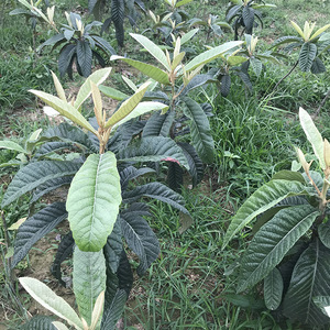 【苏州东山白玉枇杷苗】苏州东山白玉枇杷苗品牌,价格 - 阿里巴巴