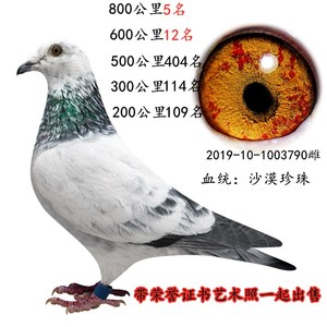 信鸽成绩鸽种鸽杨阿腾原环鸽荷兰天落鸟公棚鸽名家鸽血统鸽国血鸽