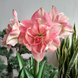 预售10月发货 南非进口朱顶红【玫瑰花样】重瓣大花品种