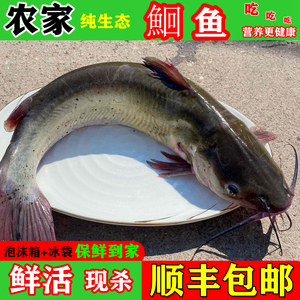 湖北农家生态回古鱼淡水鱼鮰骨3斤回鱼鮰鱼鲜活宰杀开背叉尾食材