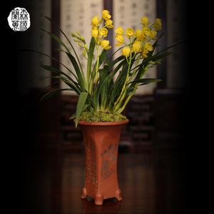 玉芙蓉兰花苗带花苞金边矮种浓香型室内办公室盆栽花卉绿植物墨兰