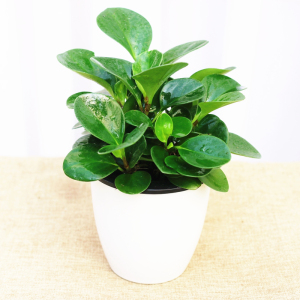 青叶碧玉小盆栽豆瓣绿植物室内装饰摆件花卉办公桌面绿植好养易活