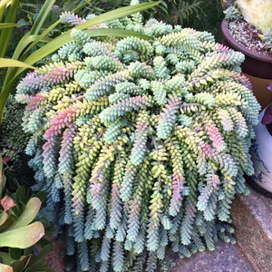 大盆彩虹玉坠多肉植物含盆发货佛珠紫玄月垂钓包邮