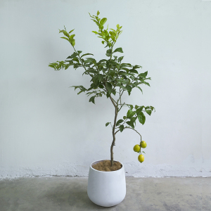 香水柠檬盆栽 尤力克大型室内植物客厅食用带花四季结果 网红棒棒