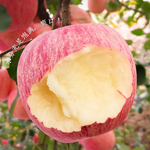 烟台红富士2001脆甜苹果树苗嫁接苹果苗南方北方种植当年结果