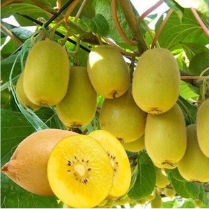 软枣猕猴桃树苗嫁接四季水果苗种红黄心猕猴桃树盆栽地栽当年结果