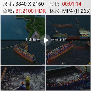 航拍浙江千岛湖白鹭鸟群生态保护巨网捕鱼渔业丰收实拍视频素材