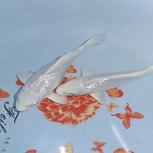 观赏鱼球体蝴蝶鲤鱼活体短身贵妃龙鲤纯种大尾冷水鱼锦鲤鱼苗金鱼