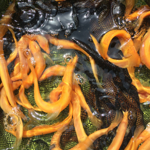 观赏鱼黄金泥鳅冷水鱼招财风水鱼清道夫清理垃圾的鱼鱼缸清洁好养