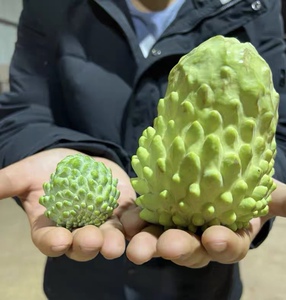 广东正宗嫁接榴莲释迦果树苗台湾新品种带土带发货新品种释迦果树