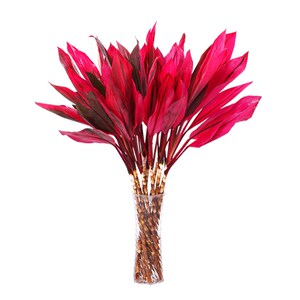 富贵竹红色紫叶红叶