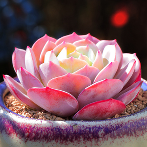 蓝粉台阁多肉植物