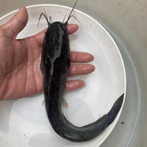 埃及塘鲺塘角鱼苗革胡子鲶泰国秋苗埃及塘虱搪塞鱼苗淡水鱼苗活体