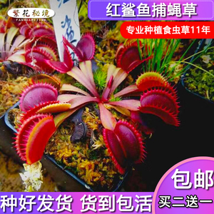 红鲨鱼捕蝇草【全红食人花三角齿贴地品种绿植多肉办公室盆栽】