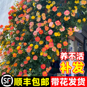 藤彩虹藤本月季花苗盆栽爬藤植物四季开花卉庭院玫瑰蔷薇爬墙绿植