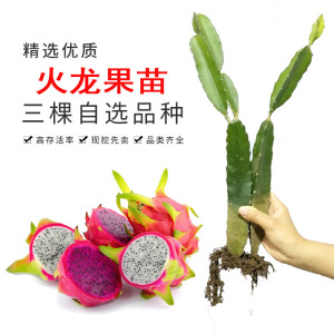 嫁接火龙果苗正宗台湾大红二号胜金都一号红心火龙果苗南北方树苗