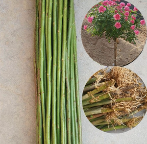 无刺蔷薇砧木杆子