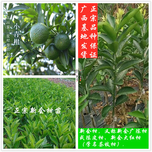 广西嫁接正宗新会柑广陈柑陈皮柑大红柑茶枝柑四会柑果树苗包邮