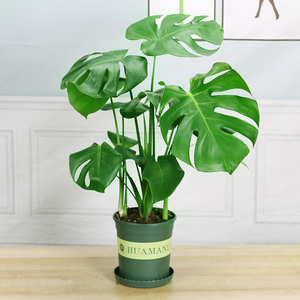 宠物及园艺 盆栽,盆景 盆栽 龟背竹价格 ¥ 43.