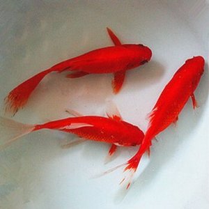 草金鱼苗 一斤红鱼观赏鱼苗淡水鱼好养活冷水鱼易饲养宠物鱼活体