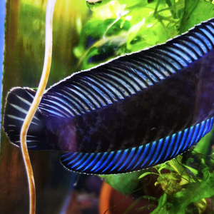 000人付款天猫擂钵抖辣椒冲皮蛋碗家用蒜泥神器捣蒜器老式臼雷茶茄子