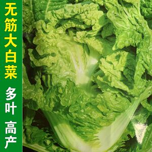 无筋大白菜种籽无茎白菜多叶包心白菜春夏秋冬四季高产蔬菜种孑子