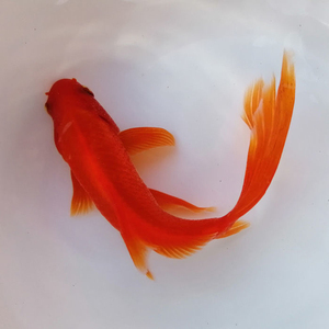 冷水鹦鹉鱼招财