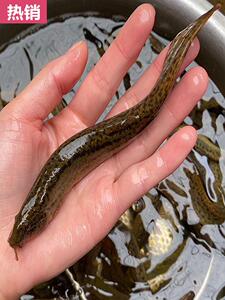 鲜泥养殖食鳅用活大泥鳅淡水鱼按斤钓鱼台湾卖泥鳅苗tbl0x_16活体