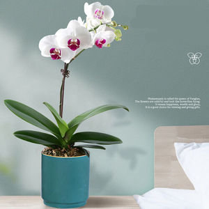 新品蝴蝶兰盆栽四季开花植物室内花卉好养名贵兰花苗带花剑雪域