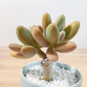 木易园艺淘宝【糖果美人】多肉植物 盆栽 紫粉色植物 桌面植物 办公