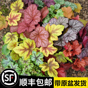 矾根植物盆栽中苗组合套餐耐寒阳台花园庭院室内四季观叶花卉包邮