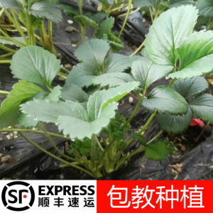 丹东东港99红颜草莓苗种苗阳台庭院大棚盆栽可食用果苗四季结果