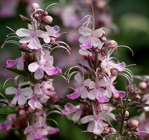 粉蝴蝶 乌干达桢桐 多年生耐热庭院常绿开花灌木植物盆栽