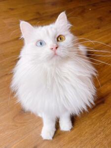 纯白异瞳蓝眼狮子猫鸳鸯眼白猫山东狮子猫纯种异瞳猫狮子猫幼猫