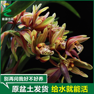 翁源兰花 韩国桃花 正品矮种最香的兰花大花蕙兰杂交兰好养活盆栽