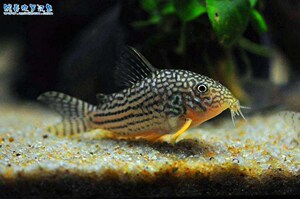 幼苗迷你吃鱼粪豹纹清道夫鱼池小精灵清洁工吃屎鱼异型金色热水