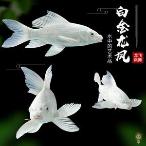 金鱼宠物龙凤
