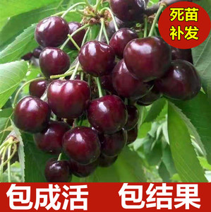 车厘子树苗樱桃苗盆栽地栽南方北方种植嫁接智利黑珍珠大小果树苗