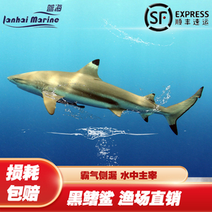 观赏鱼海水鱼大型鱼白鳍鲨真鲨鱼黑鳍鲨热带鱼海鱼活鱼