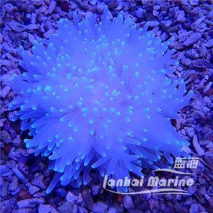 长须葵-绿海水珊瑚海葵海水观赏鱼水族馆活体顺丰